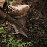 One man's foot in shoes with laces on shovel digging fresh dark ground. Planting and agricultural time. Close up and cut view.