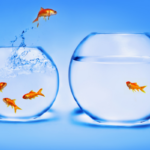 Goldfish jumping out of the water into bigger fish bowl.