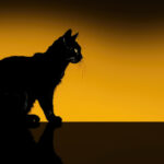 Spooky black cat silhouette