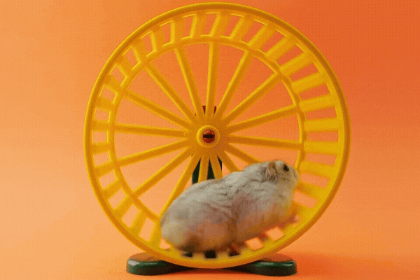 Active hamster running on a wheel. Running gray rodent on a orange background. Hamster pet in a wheel. A domestic animal for children close-up.