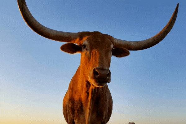 Texas Longhorn Cattle