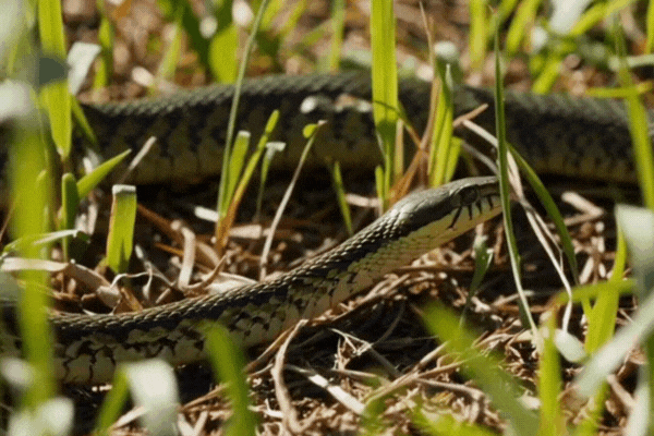 A snake in the grass.