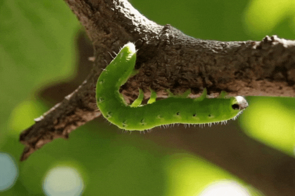 caterpillar crawling on a branch