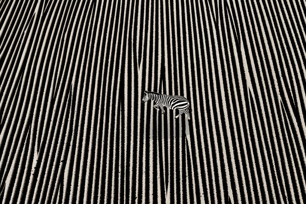 Zebra camouflaged in striped pattern concept of optical illusion and contrast