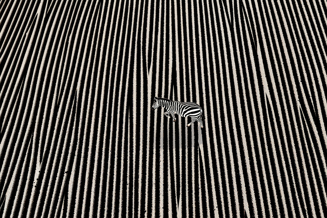 Zebra camouflaged in striped pattern concept of optical illusion and contrast
