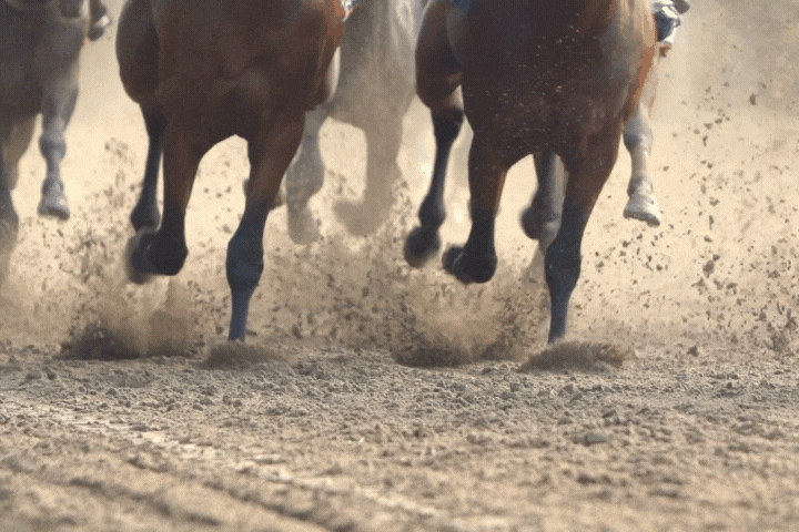 Racehorses galloping run closeup