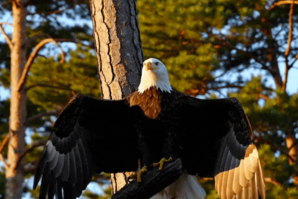 TNCR Graphics 600 x 400 (66)