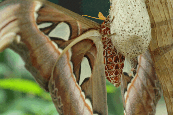 Newly Hatched Atlas Moth On Cocoon. close up