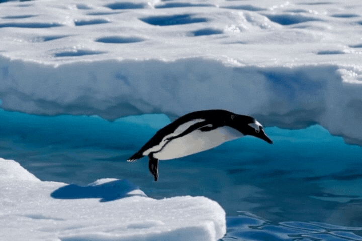 Penguin jumping into water