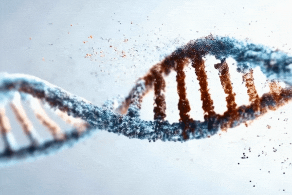 Rewriting the Code, A minimalist illustration of a DNA strand with abstract symbols, representing genetic code, being rearranged or rewritten by a stylized, futuristic tool.