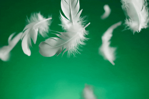 Gentle white feathers falling slowly against vibrant green background creates soft effect