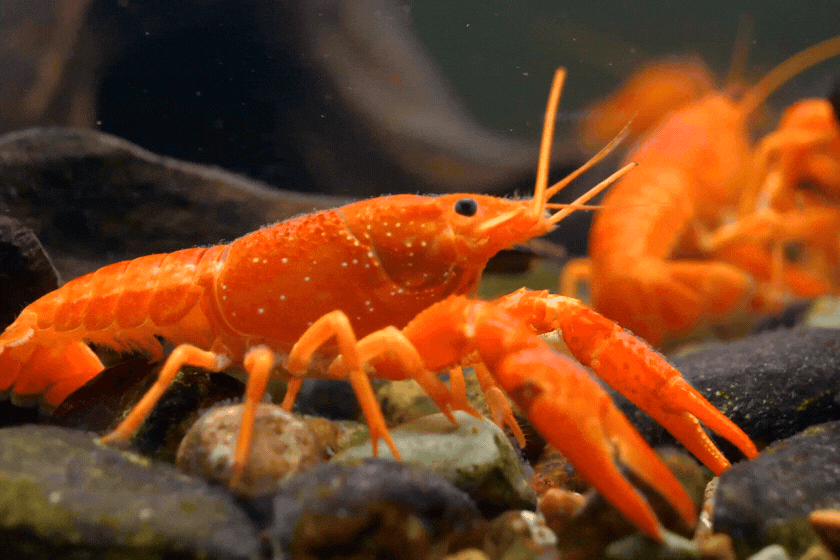 LMM TNCR Graphic 600 x 400 - 2026-02-04T133602.304