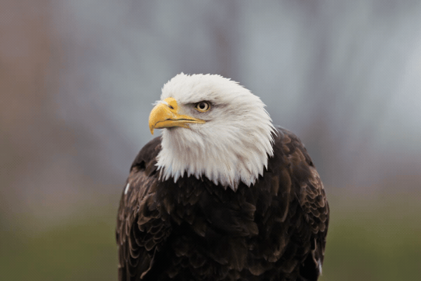The White House, Gold Eagle, federal, clearinghouse, coordinating, AI-discovered, cybersecurity, vulnerabilities