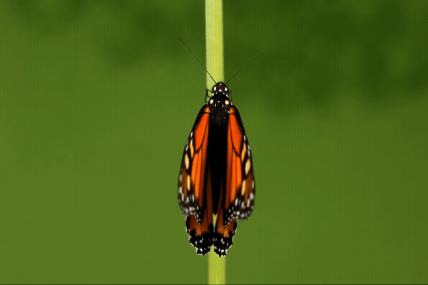 Top view macro of Monarch butterfly slowly opening orange wings on green plant stem, expand concept